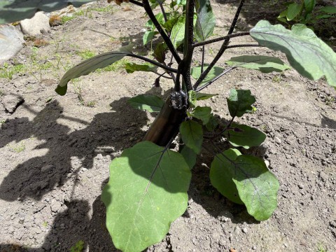 久しぶりに雨が降って来ました。