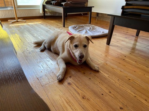 本日の日曜日はお休みさせて頂きます。