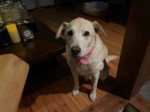 本日の日曜日は休みさせていただきます。