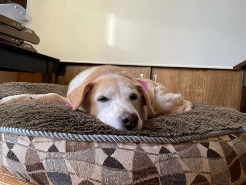 明日の27日(水)と28日(木)は研修のため、お休みさせていただきます。