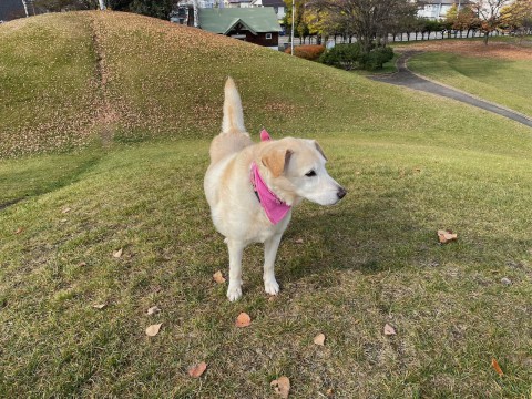 本日の日曜日は久々にご予約がありませんのでお休みさせて頂きます。
