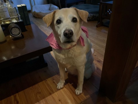 本日の日曜日はお休みさせて頂きます。