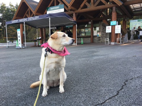 山崎蒸溜所と白州蒸溜所の見学が今日から再開したみたいですね。