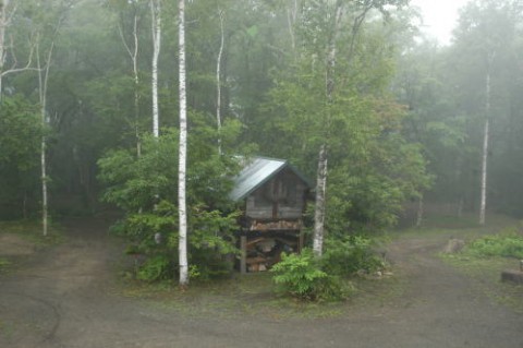 まるでエゾ梅雨?コニファーの1週間♪