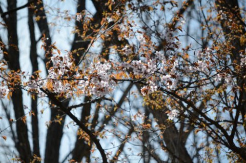 コニファーの桜が開花♪