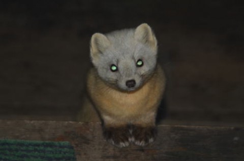 エゾクロテンに餌づけ