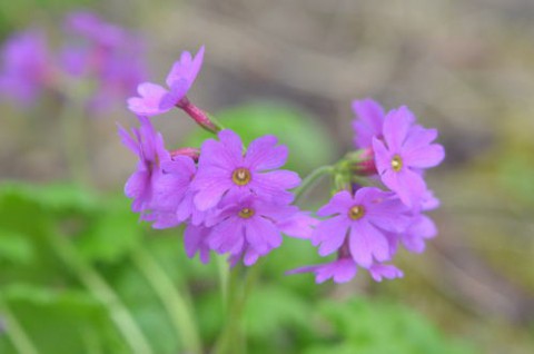 GW後のお花見キャンパーさん♪