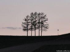 ５本の木その２