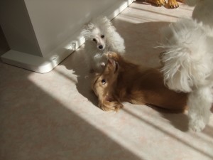 小さいけど、大きくなりました