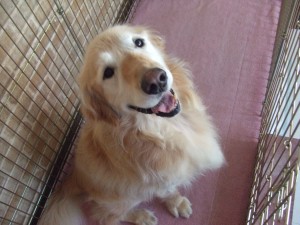 癌に勝ったクルタ