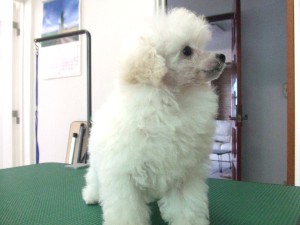 毛玉注意報！！