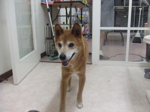 迷い犬探しています!! (旦那)