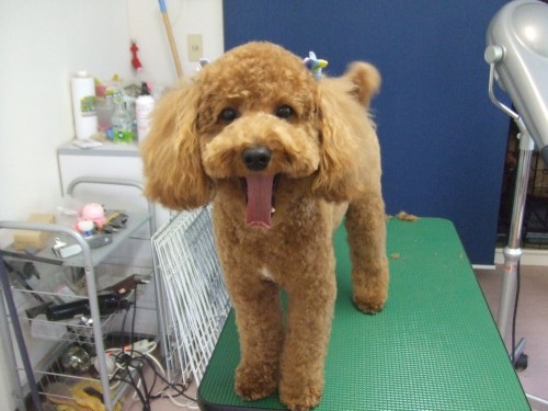 今日のお客さん!! (旦那)