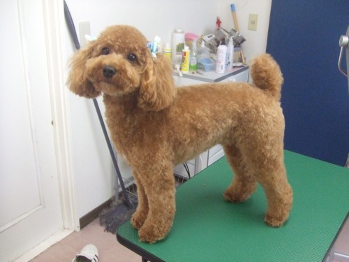 トリミングに来てくれたワンちゃん　(旦那）