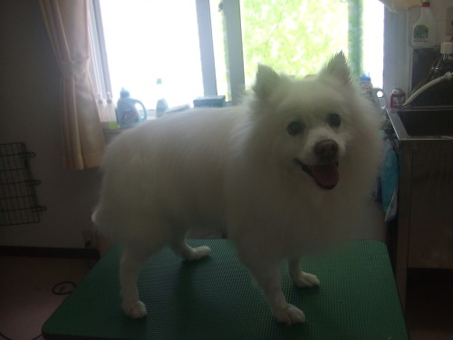 今日のワンコ　(旦那）