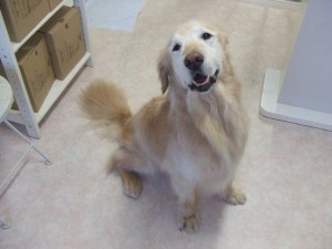 クルタ、胃癌・・・・。（トリマー）