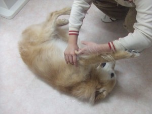 クルタ、虹の橋をわたる（トリマー）