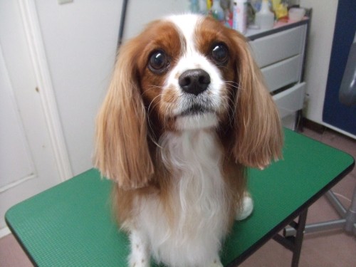 ご来店ワンちゃん　(旦那）