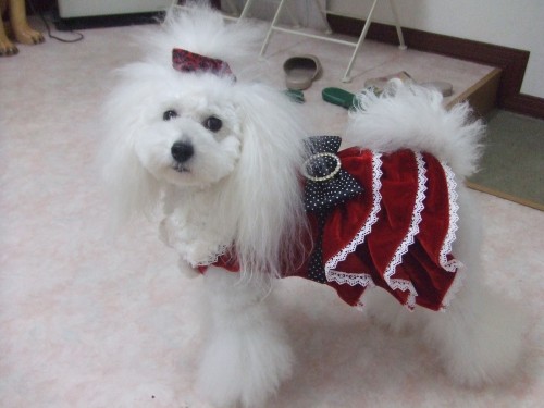 クリスマス!! (旦那)