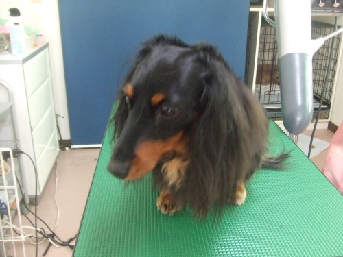 愛犬を可愛く撮る写真教室！！　(旦那）