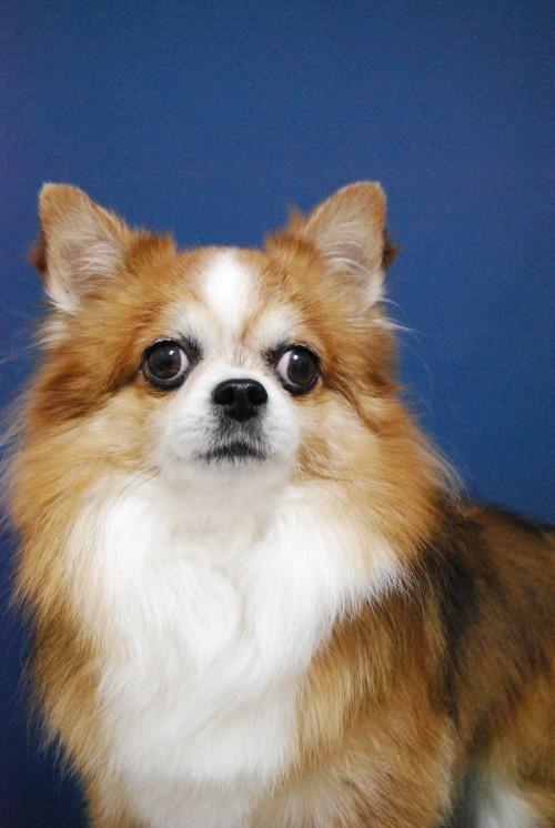 今日は、2回目の愛犬を可愛く撮る写真教室ですよ~ (旦那)