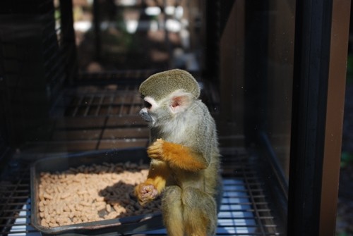 動物園　(旦那）