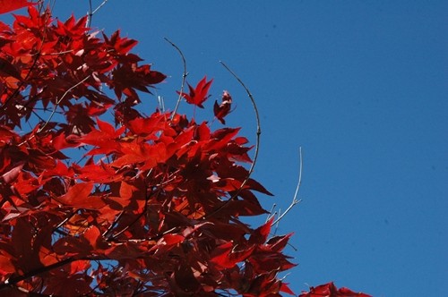 紅葉　２　(旦那）