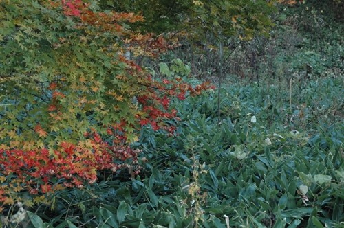 紅葉　ラスト　(旦那）