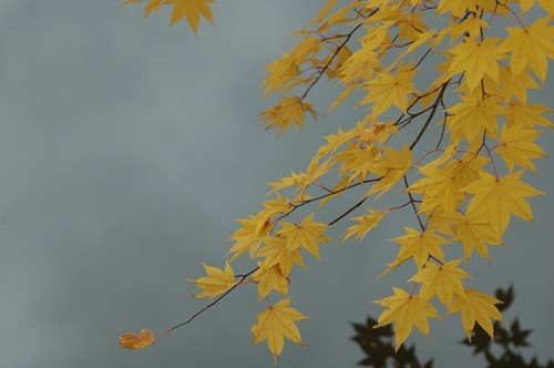 紅葉を探しに (旦那)
