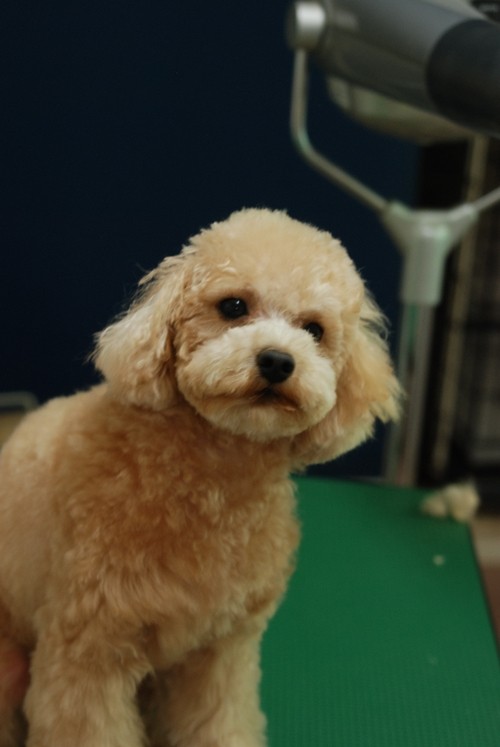 9月19・20・21日ご来店ワンちゃん。