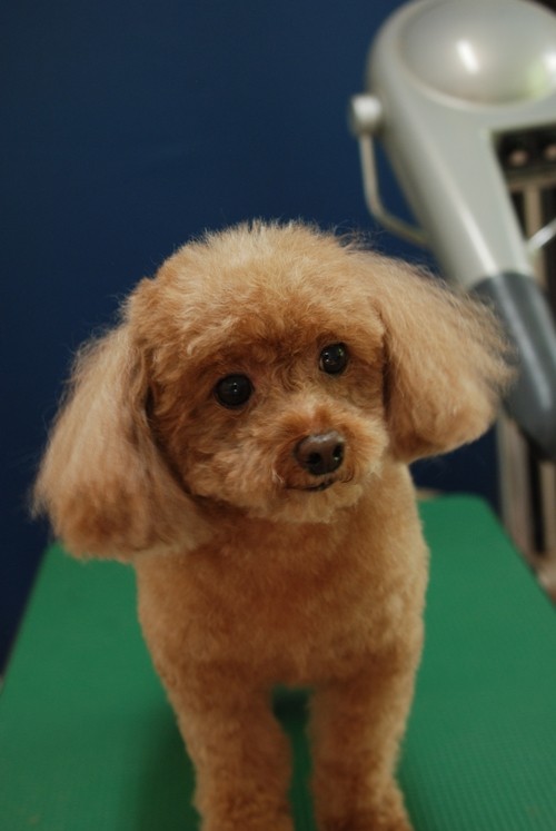 9月22・23・25・26日ご来店ワンちゃん。