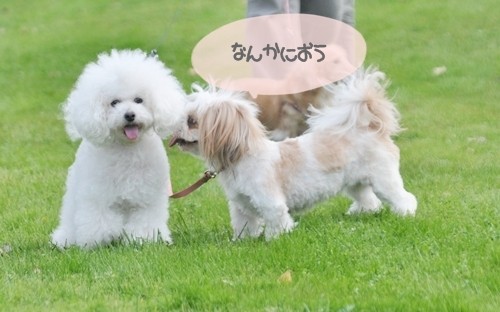 うちのワンコと遊びに！！