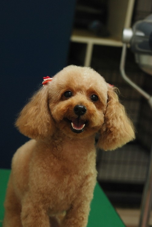 10月23~25日ご来店ワンちゃん。