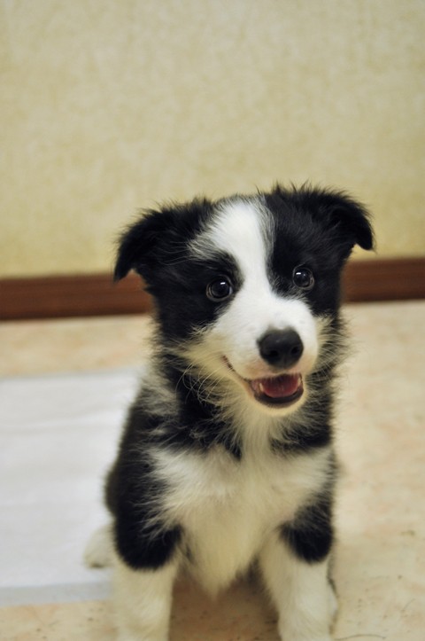 ボーダーコリーの子犬～飼い主さん募集!!