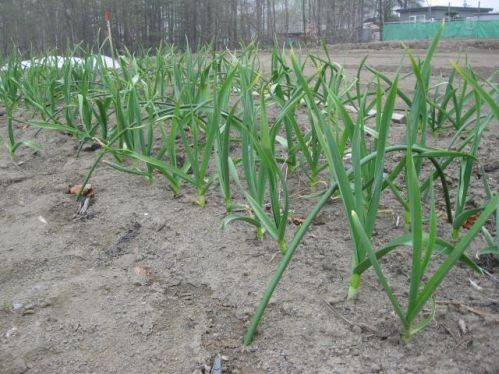 週末はヒキチ農芸？