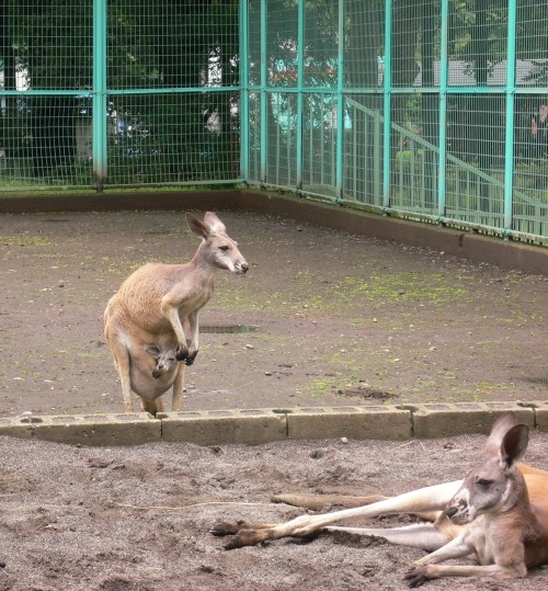 カンガルーの赤ちゃん発見！！