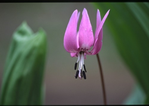 春の写真2 帯広市野草園