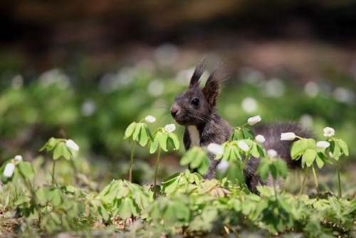 春の写真3 音更神社のエゾリス