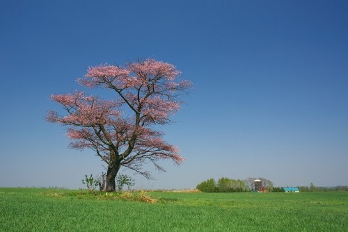 清水の一本桜