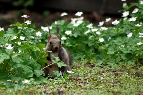 音更神社のエゾリス君