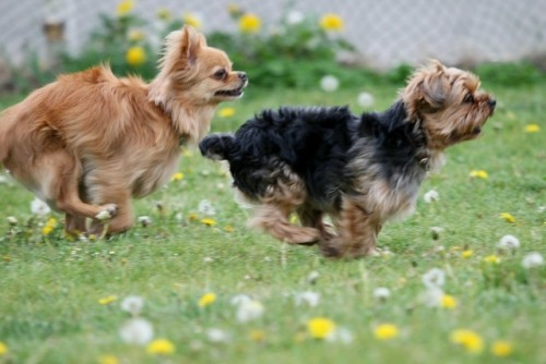 道東道のドッグラン　飛べ！カズ君・ヒデ君