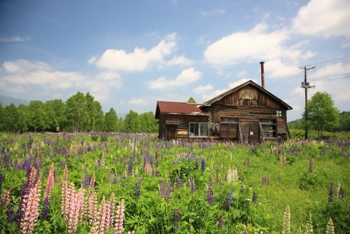 十勝三股のルピナス