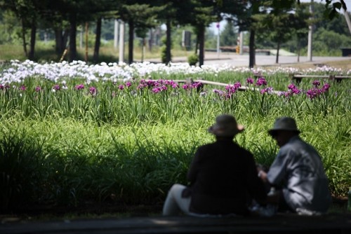 芽室町　花菖蒲園