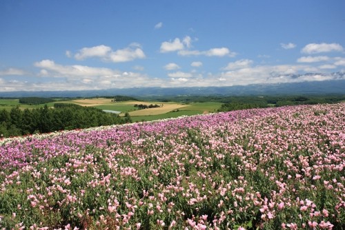 美瑛の夏風景