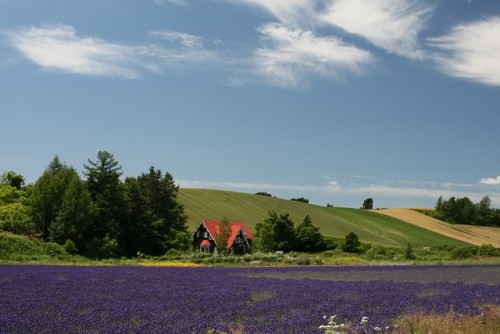 美瑛の夏風景 2
