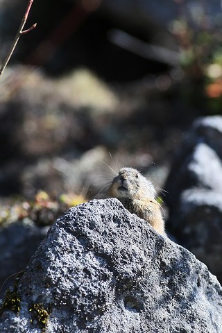 然別湖のなきうさぎ君