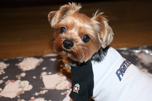 がんばれファイターズ　パ制覇！