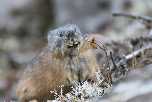 然別湖のなきうさぎ君　冬支度
