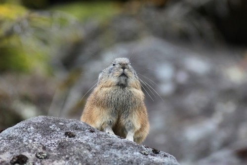 然別湖のなきうさぎ君　冬支度2