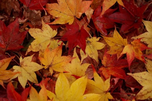 からだ　三つくらいほしい！